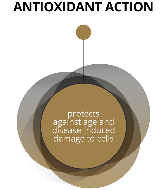Antioxidant Action - 
protecting against age and disease-induced damage to cells 

